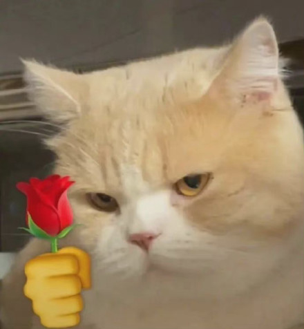 猫咪拿玫瑰我爱你