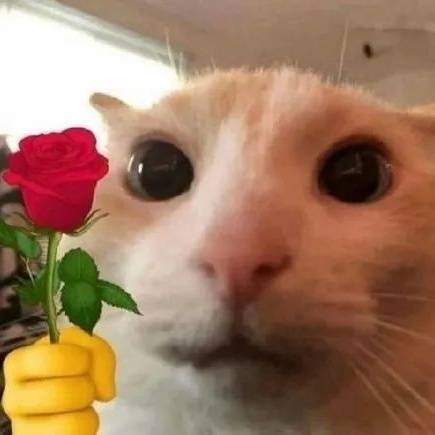 猫咪拿玫瑰我爱你